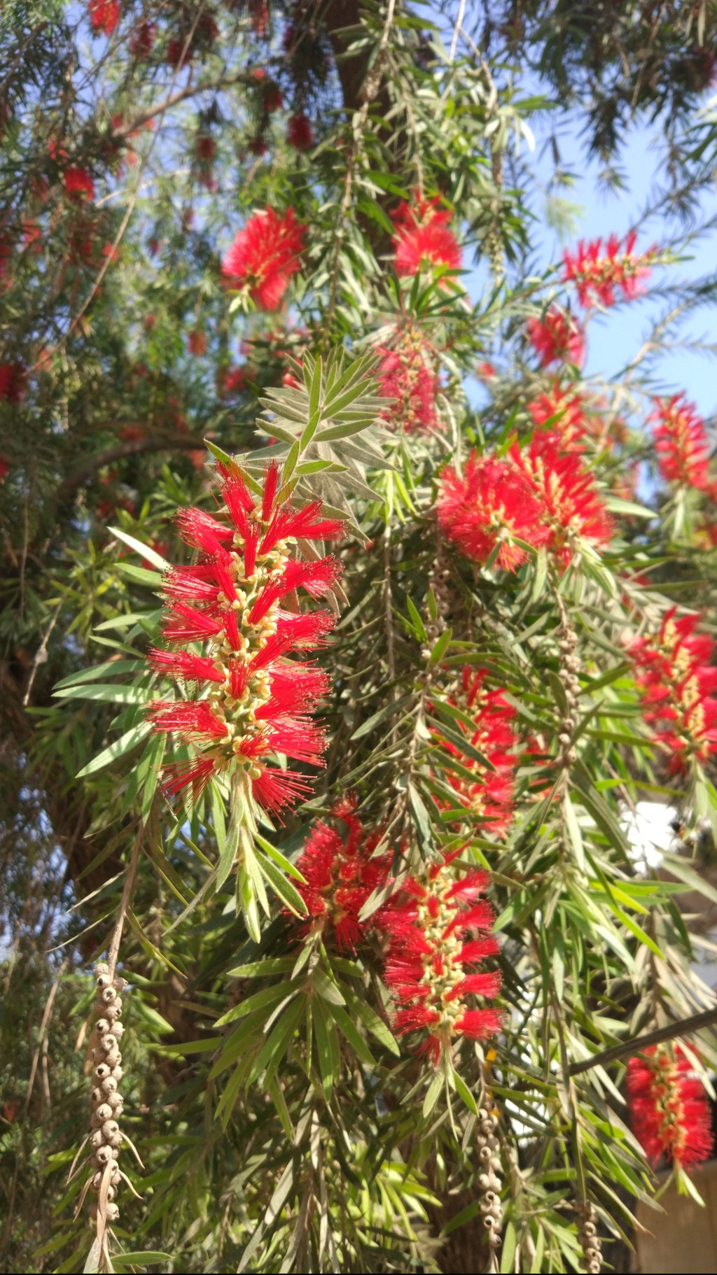 Callistemon