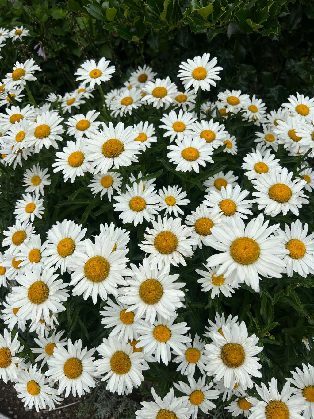 A bed of&nbsp;flowers